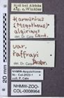 Etiketten zu Megathous algirinus (NHMW-ZOO-COL-0008964)